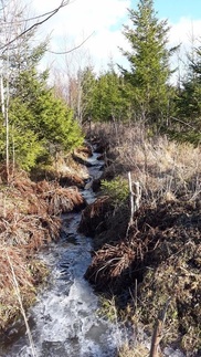 Hiiden metsää
Kuva: Tiina Tikkala